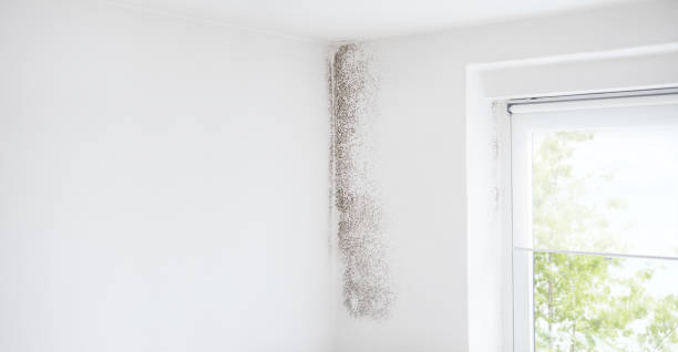 Best Mold Prevention Services  in Baltimore, OH