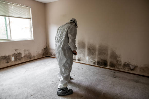 Best Mold Odor Removal Services  in Baltimore, OH